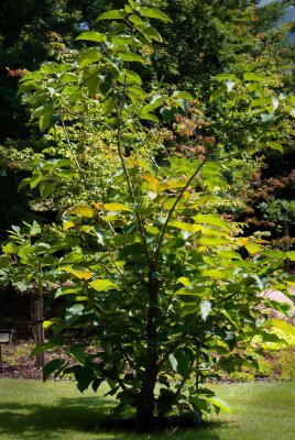 Populus lasiocarpa - topol chlupatý - celek